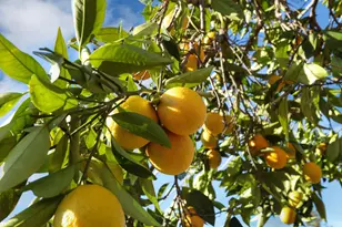 2240 Zinfandel Dr, Rancho Cordova, CA 95670 - Photo 35