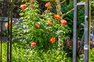 14986 Margot Ln, Pine Grove, CA 95665 - Photo 59