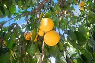 6810 Couey Ln, Penryn, CA 95663 - Photo 63