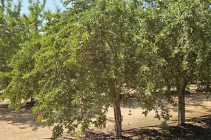 19100 Co Rd 86A, Esparto, CA 95627 - Photo 1