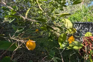 3436 Davis Dr, Burson, CA 95225 - Photo 13