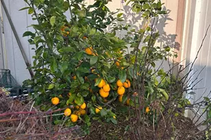 Folsom Blvd, Sacramento, CA 95826 - Photo 39