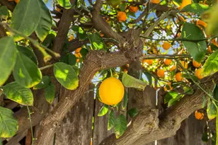 1921 Sherwood Ave, Modesto, CA 95350 - Photo 51