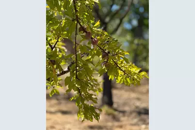 5045 Free Fox Lane, Placerville, CA 95667 - Photo 53