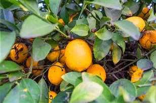 5001 Boyd Dr, Carmichael, CA 95608 - Photo 37