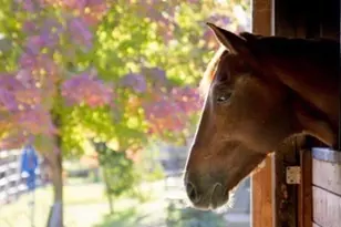 8685 River Rd, Sacramento, CA 95832 - Photo 85