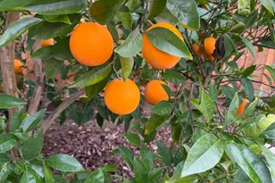 4102 Windrose Dr, Turlock, CA 95382 - Photo 41