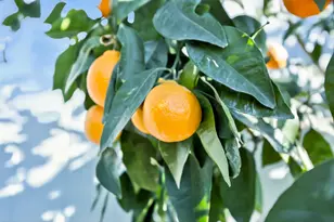 9708 La Clair Rd, Wilton, CA 95693 - Photo 45