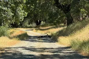 4600 Rocky Bar Rd, Wilseyville, CA 95257 - Photo 13