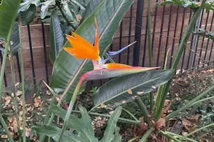 135 Nevada Ave, Roseville, CA 95678 - Photo 45