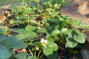 135 Nevada Ave, Roseville, CA 95678 - Photo 39