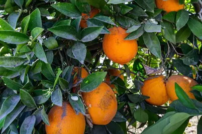 185 E Wyman Road, French Camp, CA 95231 - Photo 39