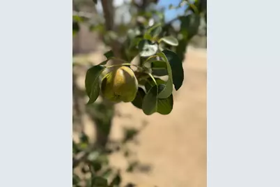 9173 Vervain Way, Sacramento, CA 95829 - Photo 57