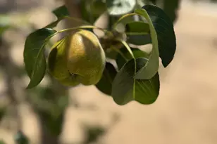 9173 Vervain Wy, Sacramento, CA 95829 - Photo 57