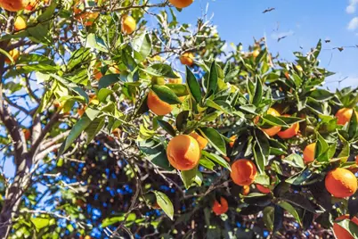 430 E 8th Street, Pittsburg, CA 94565 - Photo 29