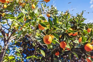 430 E 8th St, Pittsburg, CA 94565 - Photo 29