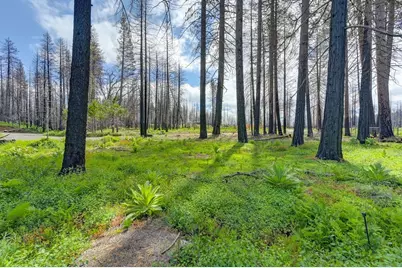 5139 Wooded Glen Road, Grizzly Flats, CA 95636 - Photo 31