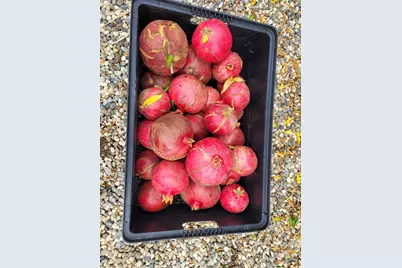 605 Sandpiper Circle, Lodi, CA 95240 - Photo 31