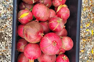 605 Sandpiper Cir, Lodi, CA 95240 - Photo 31