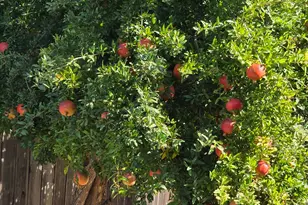 605 Sandpiper Cir, Lodi, CA 95240 - Photo 33