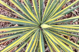 124 Ruby Ledge Ct, Grass Valley, CA 95945 - Photo 75