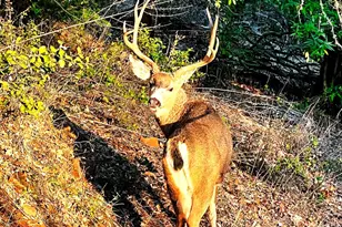 1440 Dog Bar, Colfax, CA 95713 - Photo 45