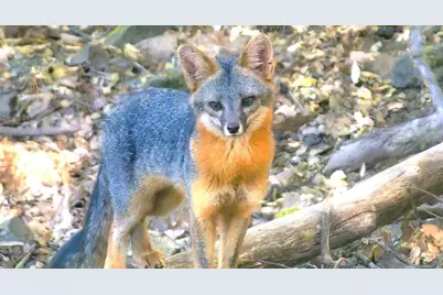 1440 Dog Bar, Colfax, CA 95713 - Photo 43