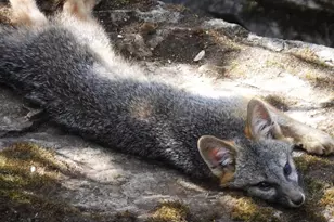 1440 Dog Bar, Colfax, CA 95713 - Photo 53