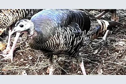 1440 Dog Bar, Colfax, CA 95713 - Photo 87