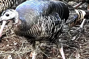 1440 Dog Bar, Colfax, CA 95713 - Photo 87