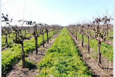 3409 W Woodbridge Road, Lodi, CA 95242 - Photo 7