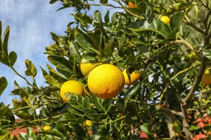 1817 Bluebell Dr, Livermore, CA 94551 - Photo 31