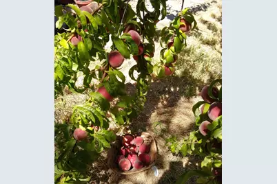 2005 E Marshall, Turlock, CA 95380 - Photo 23