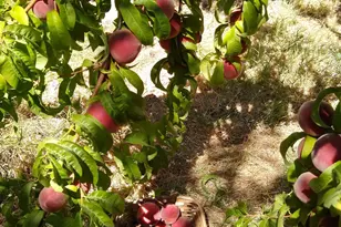 2005 E Marshall, Turlock, CA 95380 - Photo 23