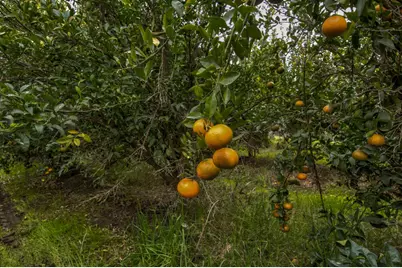 0 Road 208, Porterville, CA 93257 - Photo 1