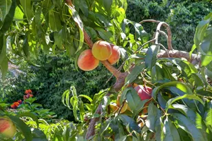 2120 G St, Sacramento, CA 95816 - Photo 67