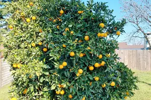 5 Bolinas Ct, Sacramento, CA 95823 - Photo 29