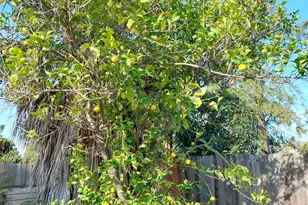 5 Bolinas Ct, Sacramento, CA 95823 - Photo 31