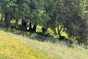 8641 Riverwood Dr, Placerville, CA 95667 - Photo 95