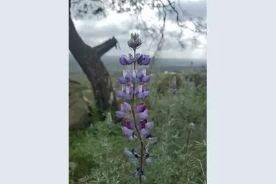 0 Spinecup Ridge, Raymond, CA 93653 - Photo 11