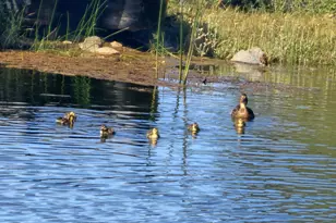 10428 Riffle Box Rd, Rough and Ready, CA 95975 - Photo 81