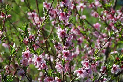 10428 Riffle Box Road, Rough and Ready, CA 95975 - Photo 87