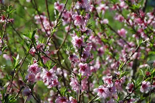 10428 Riffle Box Rd, Rough and Ready, CA 95975 - Photo 87