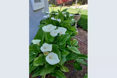 2805 Granite Park Lane, Elk Grove, CA 95758 - Photo 33