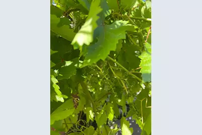 8105 Bauser Avenue, Roseville, CA 95747 - Photo 43