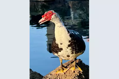 1040 Copper Park Lane, Modesto, CA 95355 - Photo 59