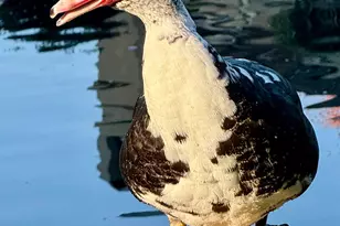 1040 Copper Park Ln, Modesto, CA 95355 - Photo 59