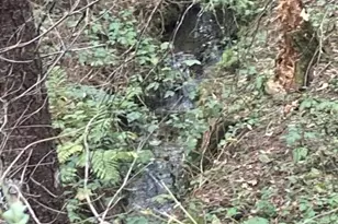 9427 Grizzly Flat Rd, Grizzly Flats, CA 95636 - Photo 41