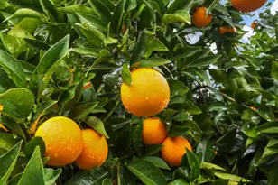 1017 Hamlet Ct, Stockton, CA 95209 - Photo 55