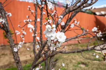 6939 Escallonia Drive, Orangevale, CA 95662 - Photo 55